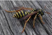 Polistes gallicus