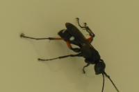 Macrophya rufipes