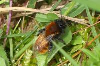 Andrena fulva