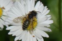 Andrena flavipes