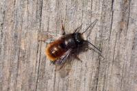 Osmia cornuta