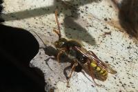 Nomada lathburiana