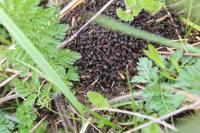 Formica pratensis