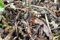 Formica rufa