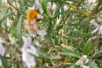 Bombus pascuorum