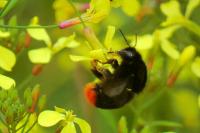 Bombus