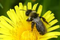 Andrena cineraria
