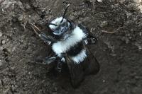 Andrena cineraria