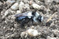 Andrena cineraria