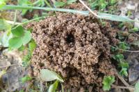 Andrena