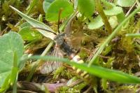 Nomada