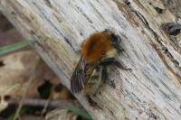 Bombus sp (pascuorum/humilis/muscorum)