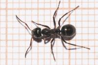 Formica gagates