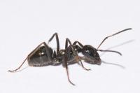 Formica gagates