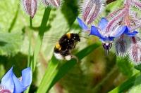 Bombus