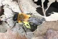 Andrena haemorrhoa