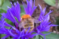 Bombus pascuorum