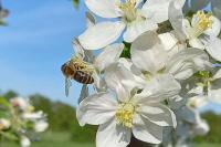 Apis mellifera