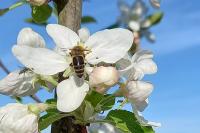 Apis mellifera