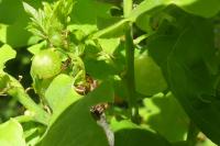 Cynips quercusfolii