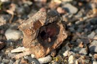 Andricus quercuscalicis