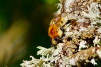 Bombus