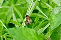 Anthophora plumipes