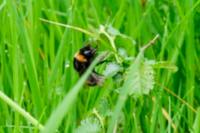 Bombus