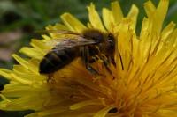 Apis mellifera