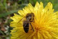Apis mellifera