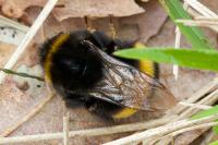 Bombus terrestris