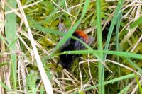 Bombus lapidarius