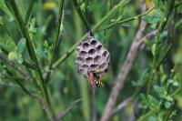 Polistes dominula