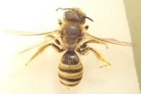 Halictus scabiosae