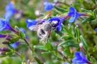 Anthophora plumipes
