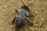 Andrena vaga