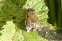 Anthophora plumipes
