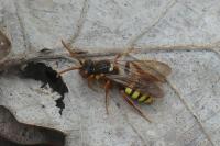 Nomada lathburiana