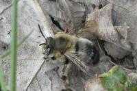 Anthophora plumipes