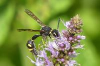 Eumenes pomiformis