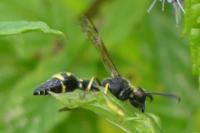 Eumenes pomiformis