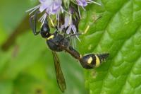 Eumenes pomiformis