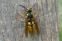 Vespula germanica