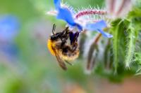 Bombus pascuorum