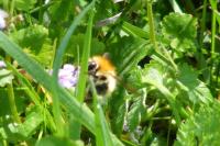 Bombus pascuorum