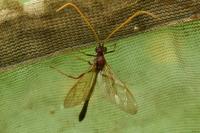 Eremotylus marginatus