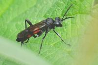 Macrophya annulata