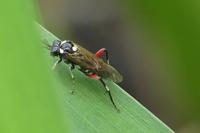 Macrophya punctumalbum