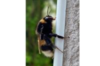 Bombus