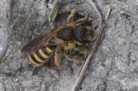 Halictus scabiosae